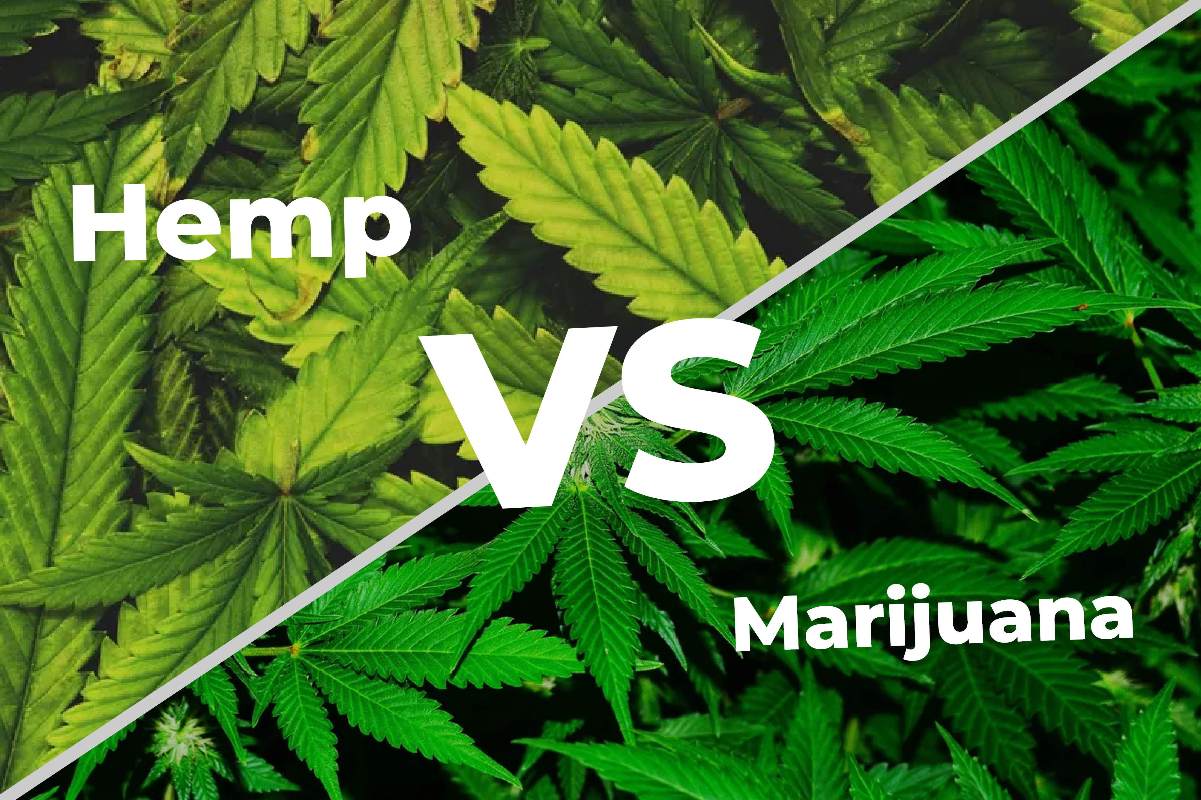 Hemp Vs Marijuana: Know The Difference Between Hemp & Weed! - BudPop
