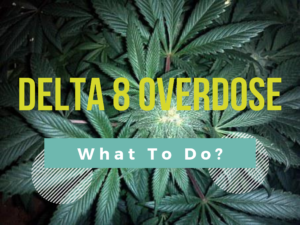 overdosing on Delta 8