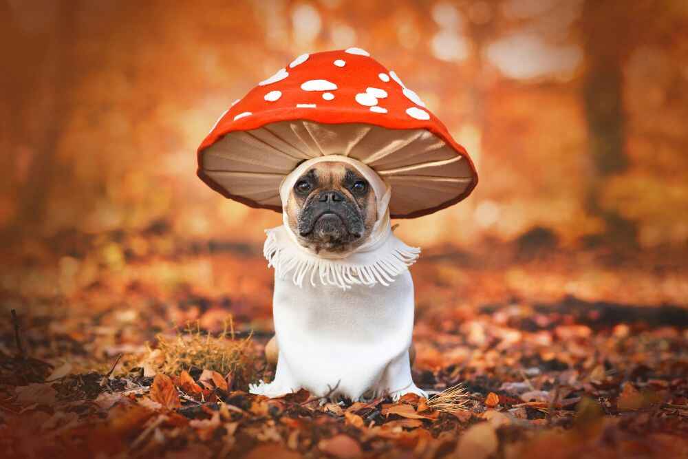 amanita-muscaria-dog-costume