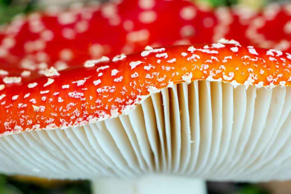 amanita-muscaria-red-cap