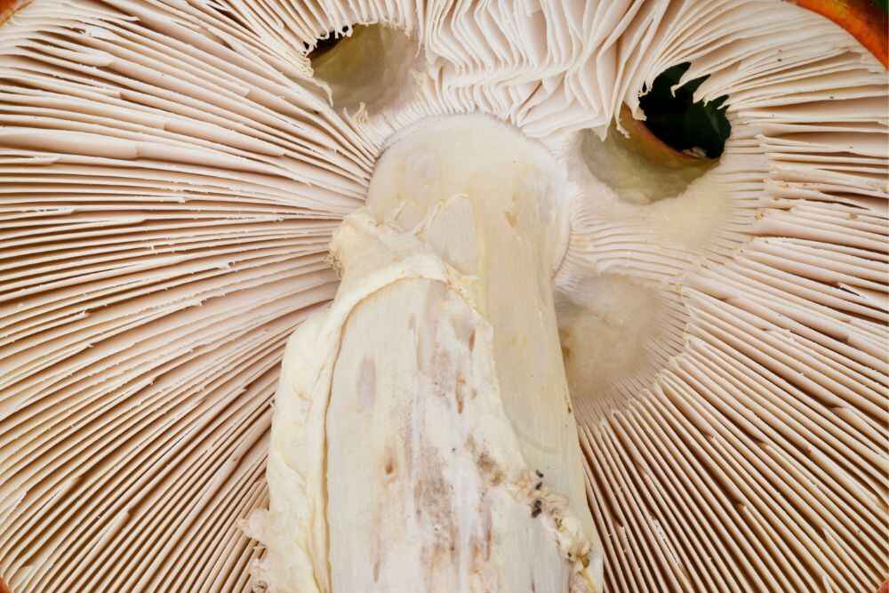 amanita-muscaria-frilled-mushroom