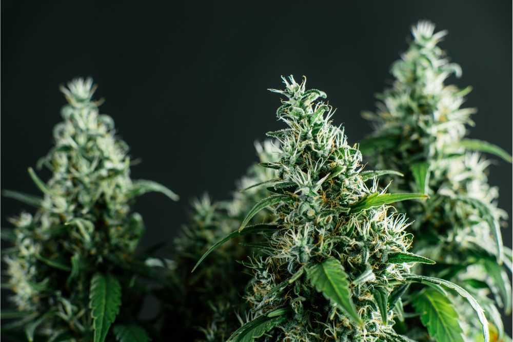 cannabis plants closeup