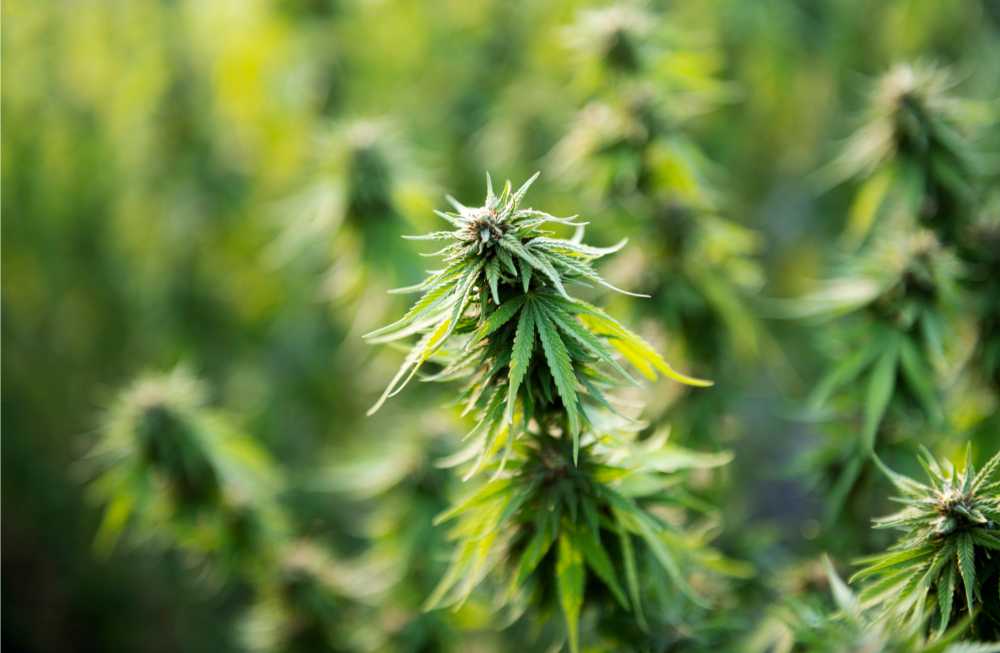 cannabis sativa plants