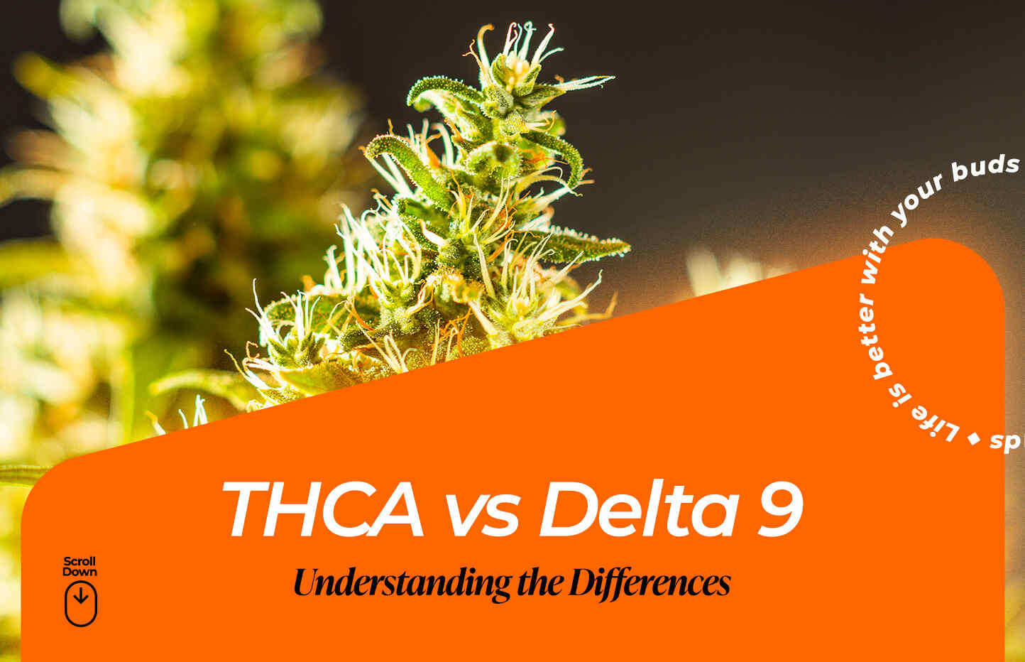 thca vs delta 9