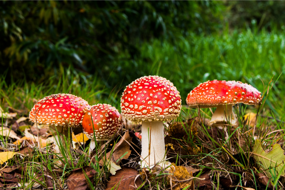 Amanita Mushroom Gummies: Powerful Effects and Experiences Revealed! | BudPop