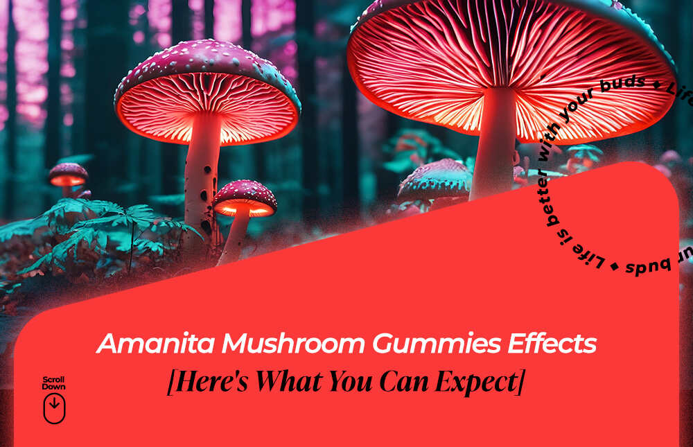 amanita mushroom gummies effects