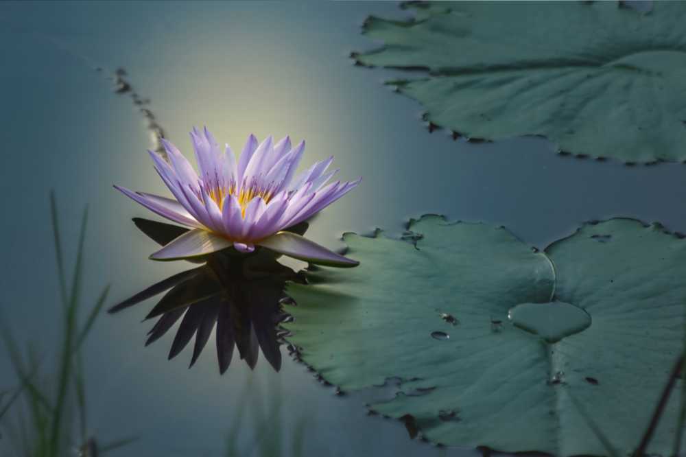 What Is Blue Lotus? [The Rich History, Benefits, Uses & More] | BudPop
