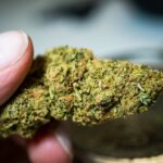 closeup of cannabis nug