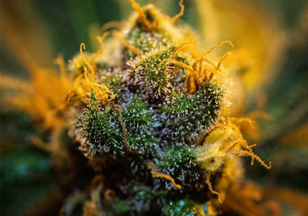 closeup of cannabis nug with extra trichomes