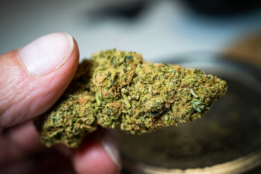 closeup of cannabis nug