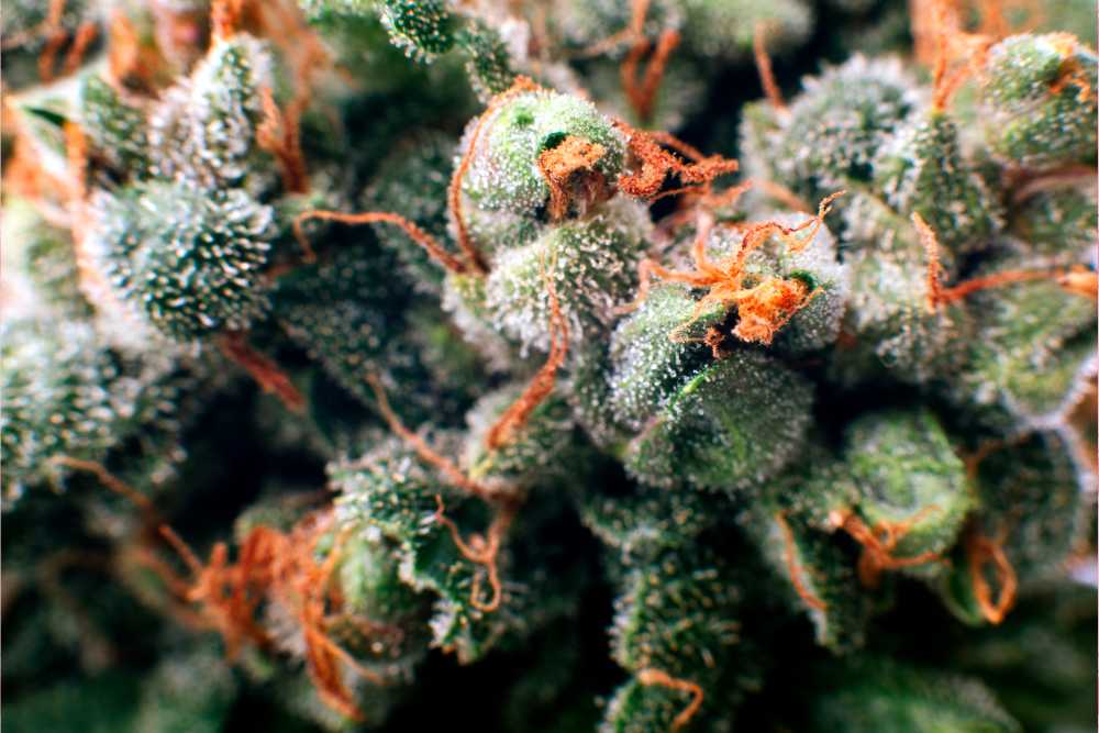 extreme closeup of cannabis bud trichomes pistils