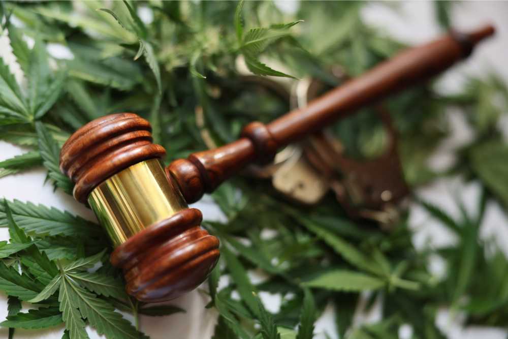 gavel on layer of cannabis leaves