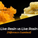live resin vs rosin