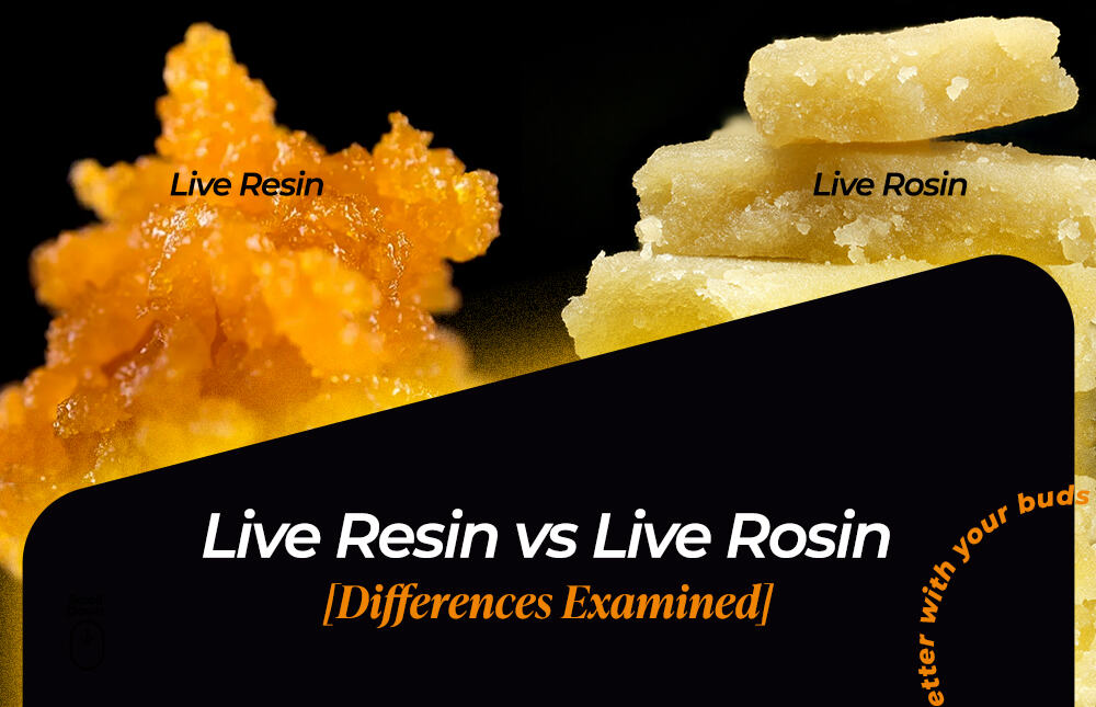 live resin vs rosin