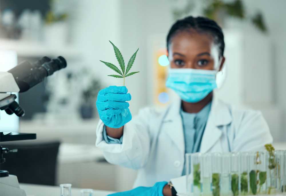 scientist studying cannabis