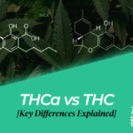thca vs thc