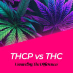 thcp vs thc