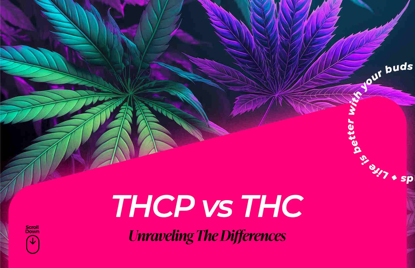 thcp vs thc