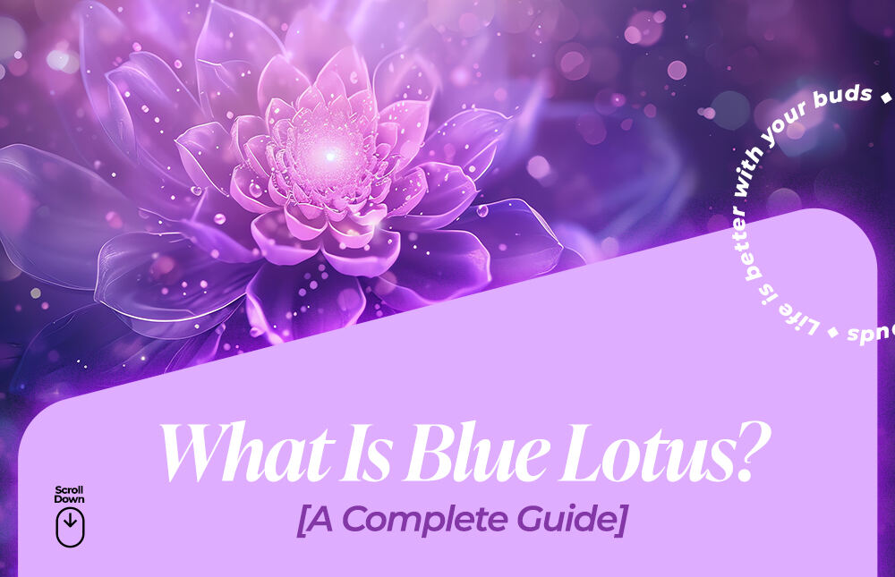 what is blue lotus