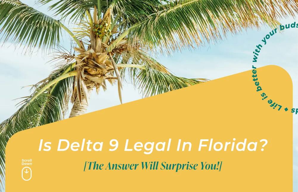 Is Delta 9 Legal in Florida? [An Updated Guide] | BudPop