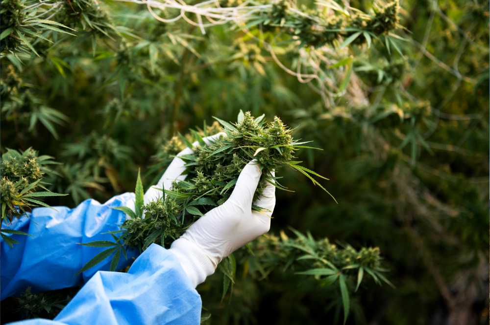 person holding fresh cannabis plant