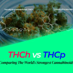 thch vs thcp