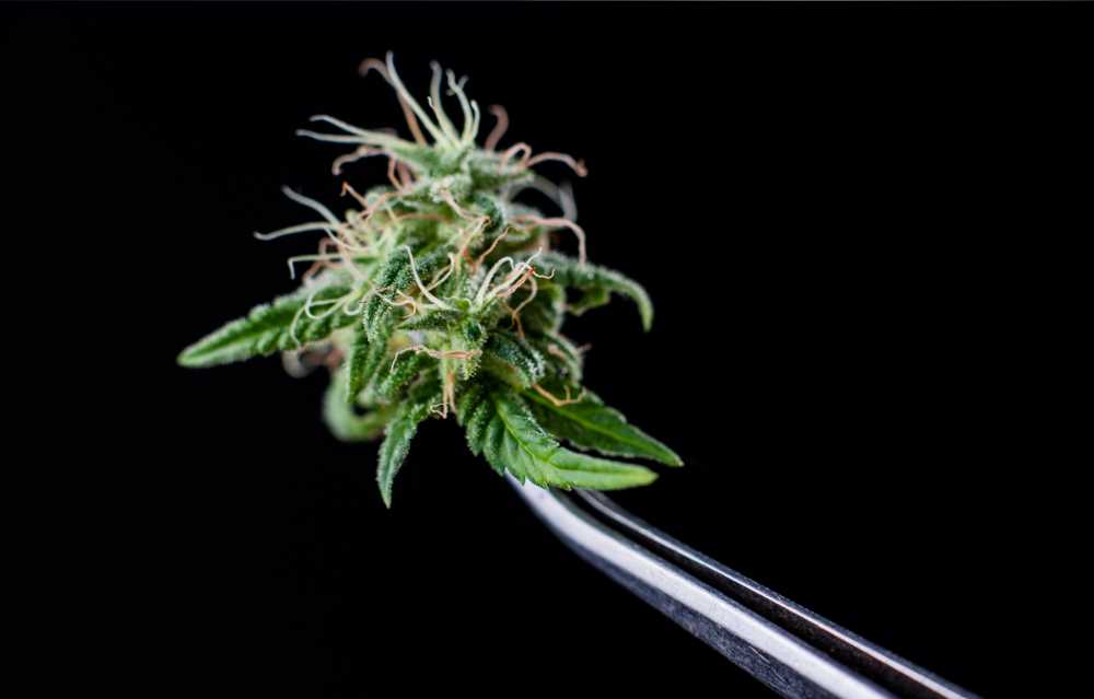 cannabis bud held with tweezers