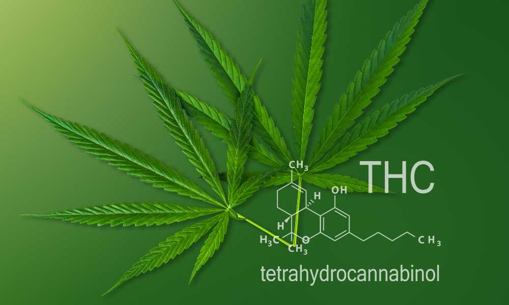 cannabis leaves thc chemical structure all green