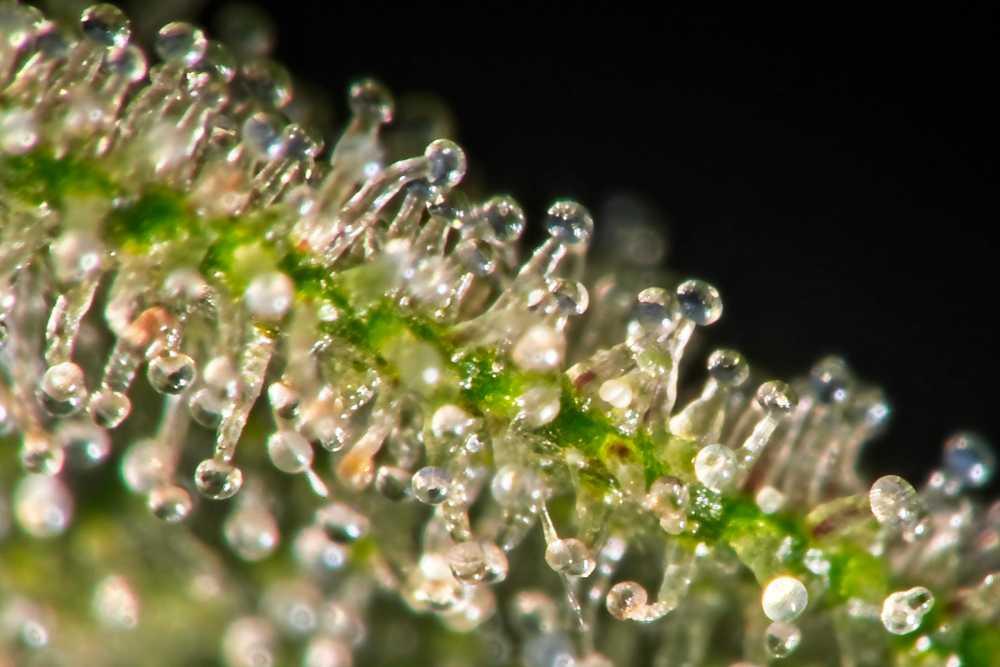 closeup of trichomes