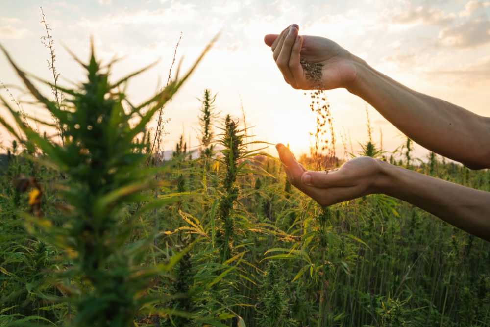 farmer holding cannabis seeds hemp seeds against cannabis hemp farm
