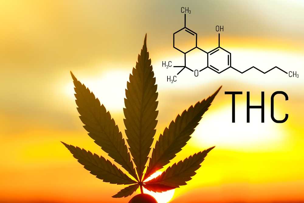 person holding cannabis leaf against sun with thc chem structure