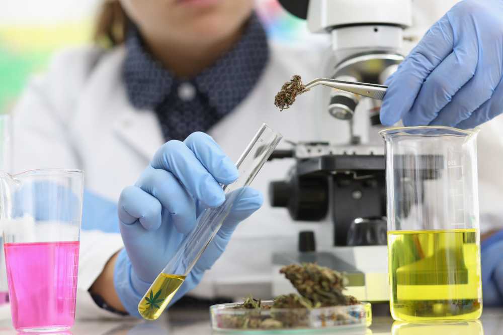 scientist examining cannabis buds