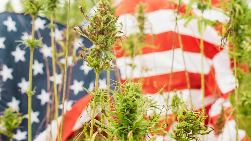 tall cannabis plants against american flag