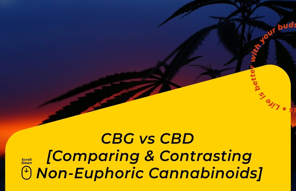 CBG vs CBD [8 Main Differences Revealed!] | BudPop