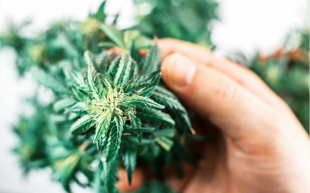 closeup shot of hand holding hemp flower bud