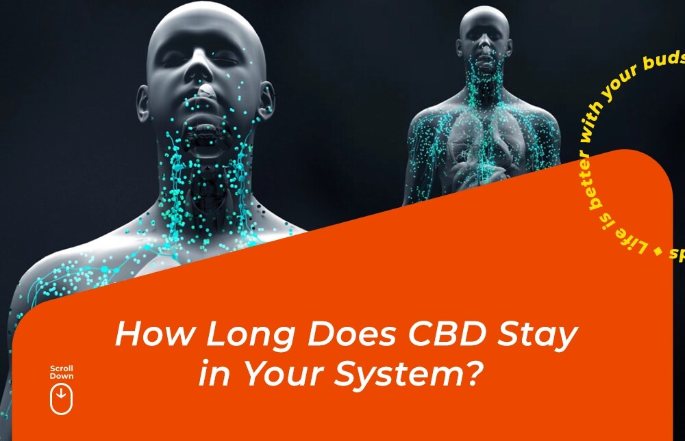 how long does cbd stay in your system