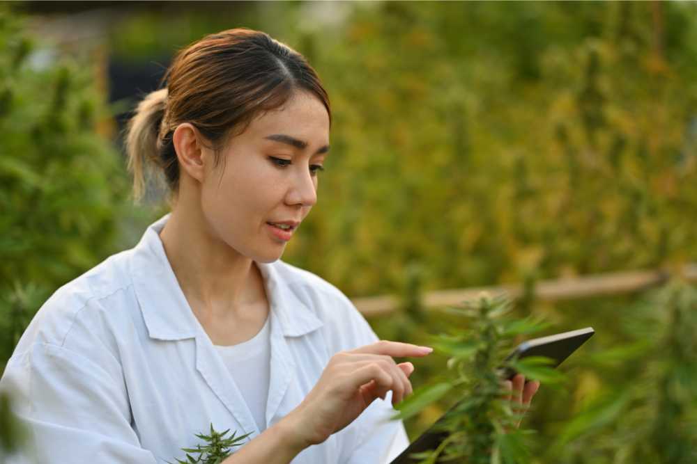 scientist calculating cannabis time on calculator