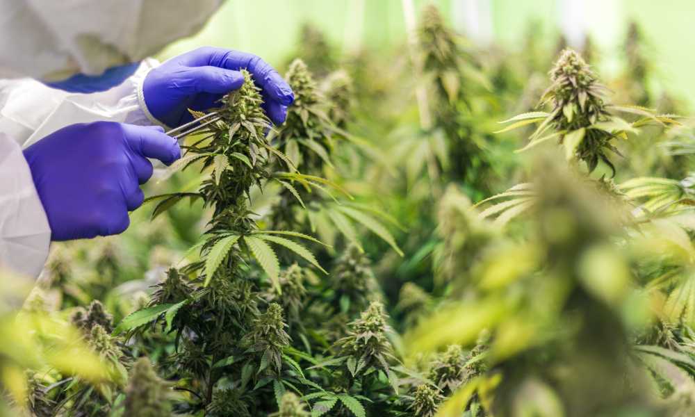 scientists scraping cbd flower