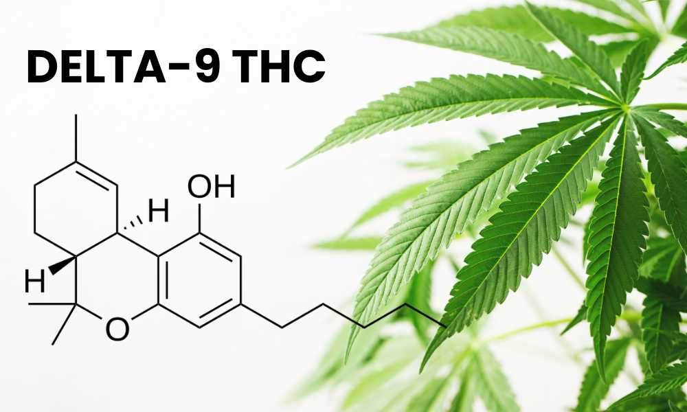 delta 9 thc chemical structure white background cannabis leaves