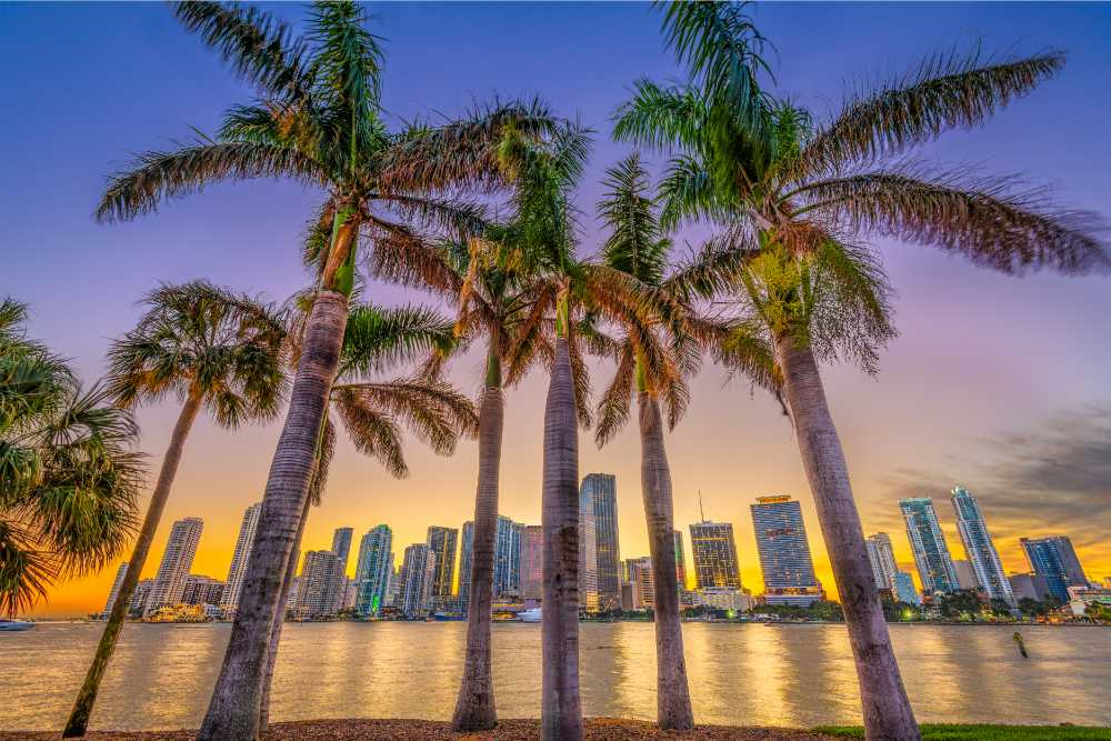 palm tress and miami skyline