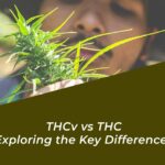 thcv vs thc