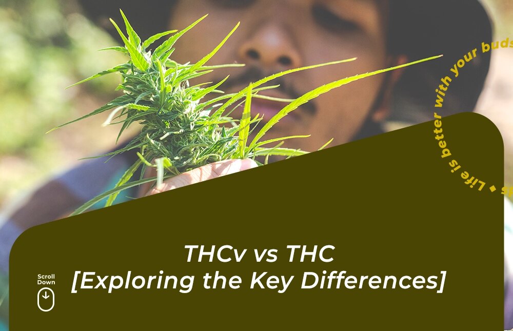 thcv vs thc