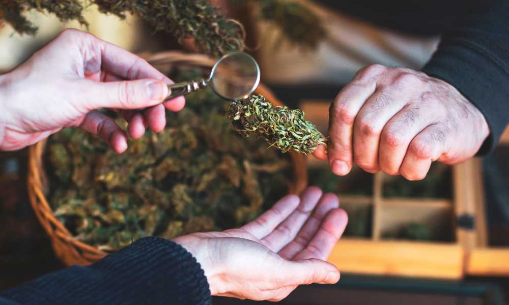 three white hands magnifying glass examining cannabis bud