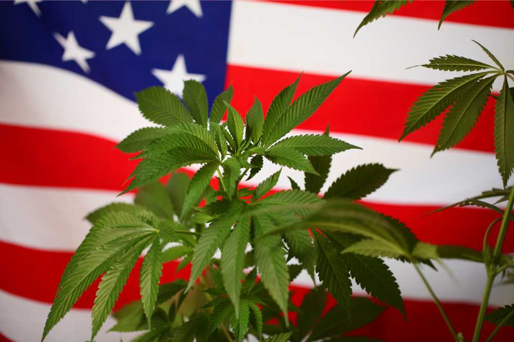 cannabis plants in front of american flag 