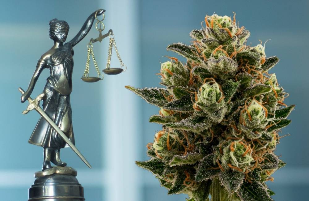 lady justice next to cannabis bud