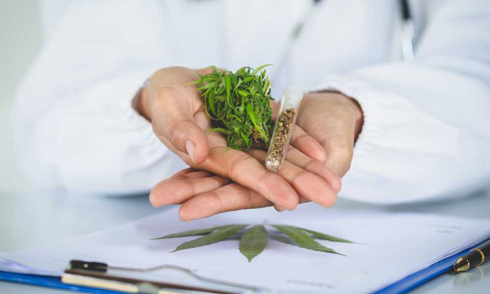 medical doctor holding medical cannabis in palm