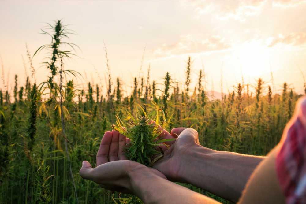 person holding fresh cannabis flower in cannabis field daytime