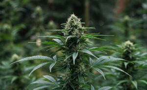 closeup of sativa plant in daytime