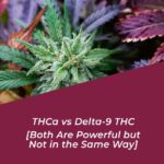 thca vs delta 9 thc