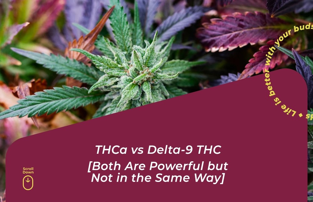 thca vs delta 9 thc